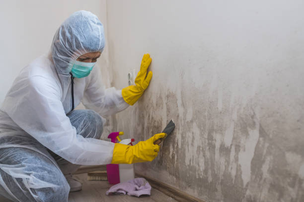 Best Best Mold Removal Companies  in Goodman, MS