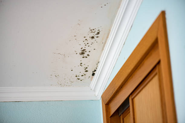 Goodman, MS Mold Removal Company