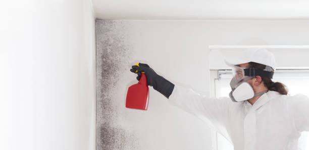 Best Local Mold Removal Service  in Goodman, MS
