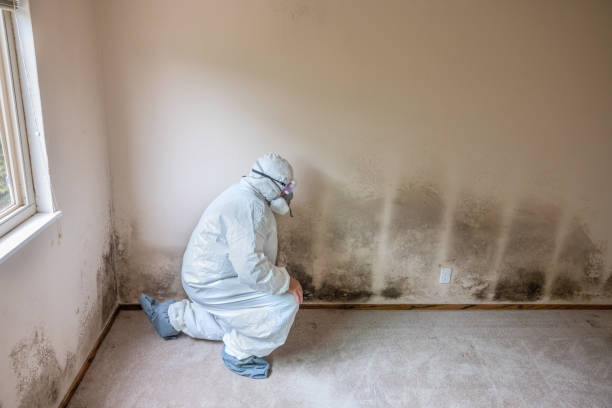 Home Mold Removal in Goodman, MS