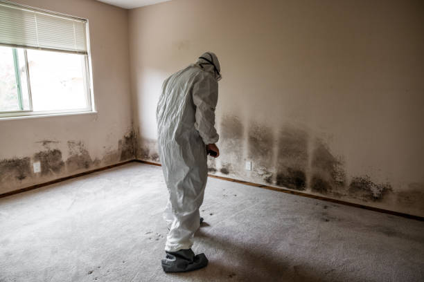 Best Black Mold Removal  in Goodman, MS