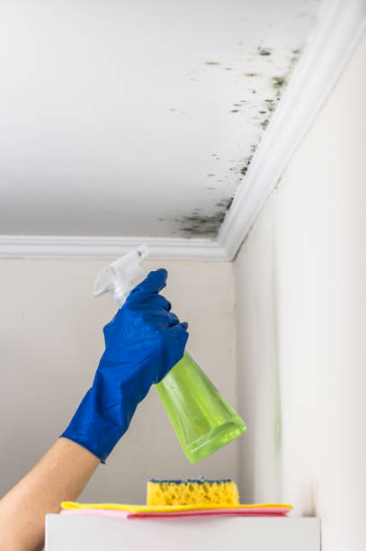 Best Mold Remediation  in Goodman, MS