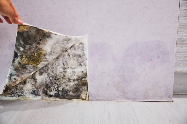Best Mold Removal Company Near Me  in Goodman, MS